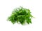 Fresh Parsley leaf Isolated, Cilantro Leaves, Raw Garden Parsley Twig, Chervil Sprig, Corriender Leaves