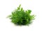 Fresh Parsley leaf Isolated, Cilantro Leaves, Raw Garden Parsley Twig, Chervil Sprig, Corriender Leaves