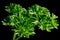 Fresh Parsley Plant