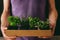 Fresh parsley, rosemary, basil, oregano and thyme. Gardener holding fresh herbs, closeup. With copy space