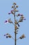 Fresh Paulownia flowers on the tree branch against a blue sky