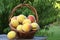 Fresh Peach Harvest Outdoors on Organic Farm