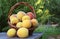 Fresh Peach Harvest Outdoors on Organic Farm