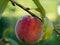 Fresh peach on a tree branch. Raindrops on a peach.