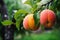 Fresh peaches with rain drops of water. Natural Fruit growing on a tree in the summer. Garden with ripened fruits. Delicious and