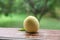 Fresh peaches on wooden table against green blurred background . green background on peach wooden table