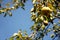 Fresh pear hanging from tree.