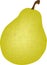 Fresh pear on a white background vector drawing