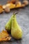 Fresh pears, autumn fruitisolated on gray background with copy space