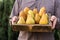 Fresh pears in male hands. Juicy flavorful pears in box, basket. Organic fruit for food or pear juice. Healthy food. Pear harvest