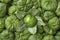 Fresh peeled green tomatillo in a husk full frame close up