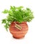 Fresh pelargonium plant