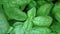 Fresh peppermint Asian mint herb and vegetable garden. Close-up of mint leaves with an intense green color. The leaves