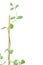 Fresh peppermint branch with leaves waving around wooden stick with place for text vertical macro