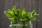 Fresh peppermint leaves background. Summer drinks ingredient, cocktail. Garden eco mint leaves. Dessert food ingredient