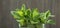 Fresh peppermint leaves banner. Summer drinks ingredient, cocktail. Garden eco mint leaves. Rustic style