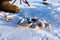 Fresh perch catch lies near the hole for catching fish, on the surface of a snow-covered lake