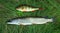 Fresh perch and pike on the grass