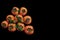 Fresh Persimmon Japanese fruit wallpaper