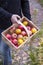 Fresh picked apples