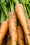 Fresh picked carrots close up backgrounds