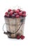 Fresh Picked Cherries in Metal Pail