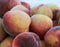 Fresh picked Fuzzy peaches gathered on a table