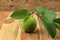 Fresh Picked Guava and Leaves (Jambu Biji Merah) or Psidium guajava, Isolated on Wooden Table