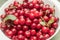 Fresh picked harvested sour cherries in a white bowl on a kitchen table