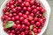 Fresh picked harvested sour cherries in a white bowl on a kitchen table