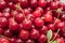 Fresh picked harvested sour cherries in a white bowl on a kitchen table