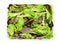 Fresh picked loose leaf lettuce, pluck lettuce in a plastic container, from above