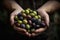 Fresh picked olives. Generate Ai