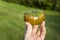 Fresh Picked Organic Heirloom Tomato In Sunlight