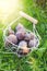 Fresh picked plums in basket