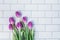 Fresh picked purple tulips in a bouquet on white subway tile