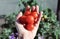 Fresh picked red cherry tomatoes held by a hand with bush tomato plant background.