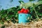 Fresh picked ripe delicious strawberries in a blue metall bucket near green foliage