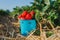 Fresh picked ripe delicious strawberries in a blue metall bucket near green foliage
