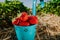 Fresh picked ripe delicious strawberries in a blue metall bucket near green foliage