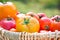 Fresh picked yellow and red organic tomatoes