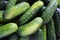 Fresh pickling cucumbers closeup food background