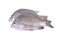 Fresh Picnic seabream whole round on white background