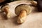 Fresh pine boletes on a wooden table - wild edible mushrooms