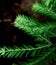 Fresh pine growth on the coastal redwoods