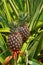 Fresh Pineapple in farm , Tropical fruits