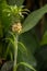 Fresh pineapple fruit grown ornamental background.