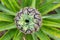 Fresh Pineapple Growing Closeup