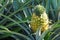 Fresh pineapple growing up in garden