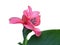 Fresh pink canna lilly flower on white backgroun.
